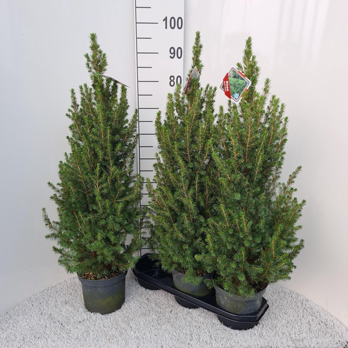 <h4>PICEA GL CONICA</h4>