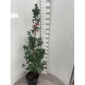 ILEX MESERVEAE