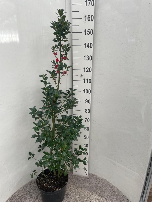 <h4>ILEX MESERVEAE</h4>