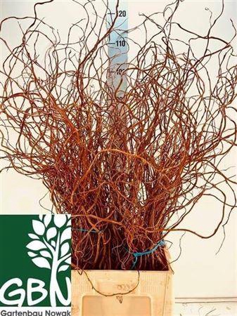 <h4>Salix Overig Per Bos</h4>