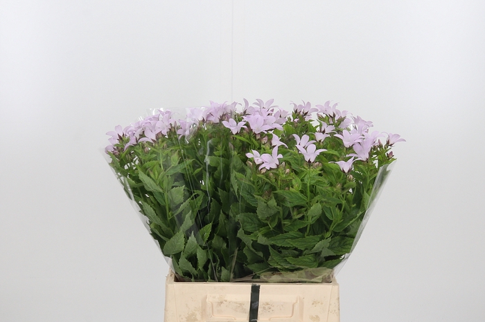 <h4>Campanula Lactiflora</h4>