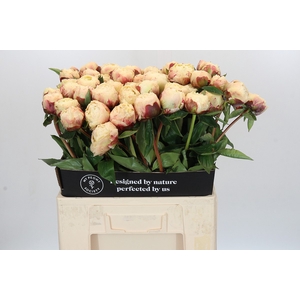 Paeonia Ann Cousins