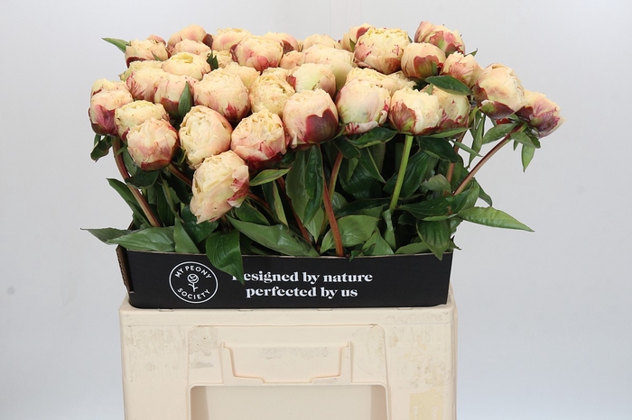 Paeonia Ann Cousins
