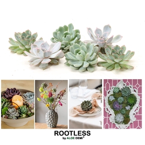 ROOTLESS Echeveria mix 7-9 cm, solo