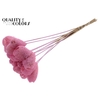 Luffa Heart on stem Light Pink