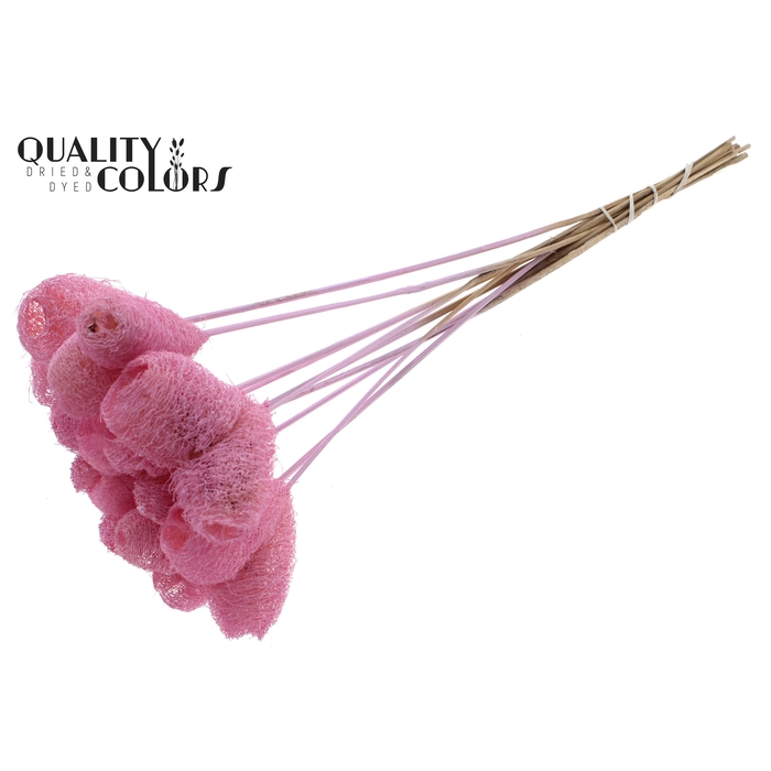 <h4>Luffa Heart on stem Light Pink</h4>
