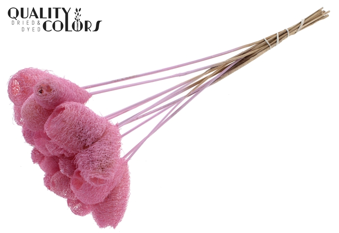 Luffa Heart on stem Light Pink