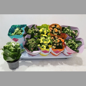 Kalanchoe Double Deluxe Mix Stadium