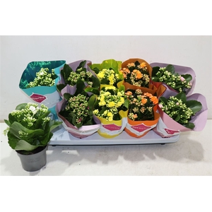 Kalanchoe Double Deluxe Mix Stadium