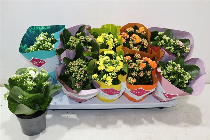 <h4>Kalanchoe Double Deluxe Mix Stadium</h4>