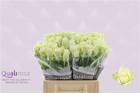 <h4>R GR ATHENA</h4>