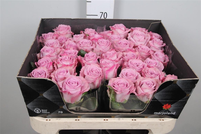 <h4>R Gr Nayeli!</h4>