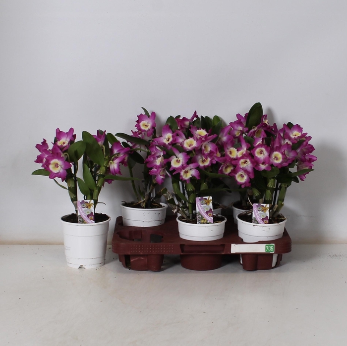 <h4>DEND NOBILE</h4>