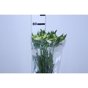 ALSTROEMERIA AKEMI 080 CM