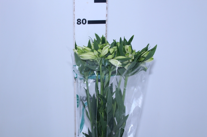 ALSTROEMERIA AKEMI 080 CM
