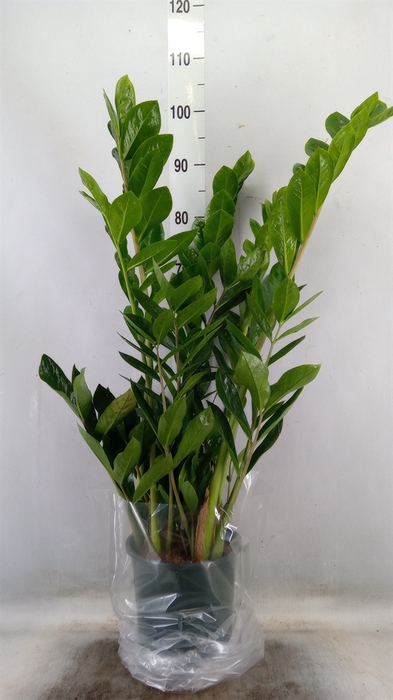 Zamioculcas zamiifolia