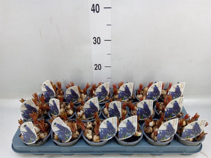 <h4>Muscari  'Night Eyes'</h4>