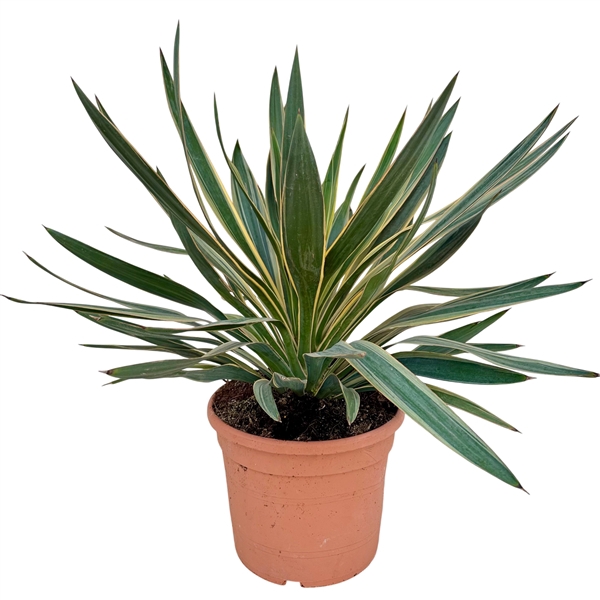 <h4>Yucca gloriosa P28</h4>