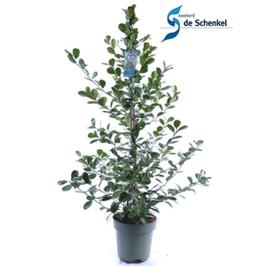 Ficus microcarpa 'Moclame'
