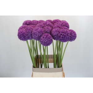 Allium Giganteum