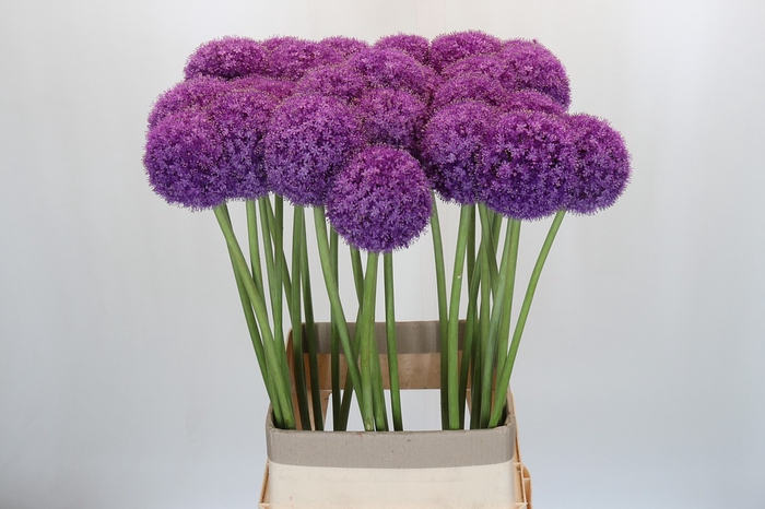 <h4>Allium Giganteum</h4>