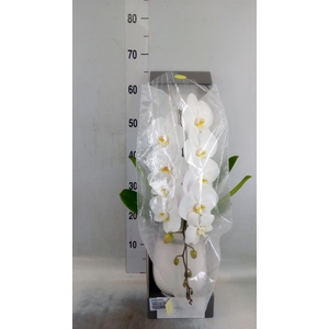 Phalaenopsis   ...white