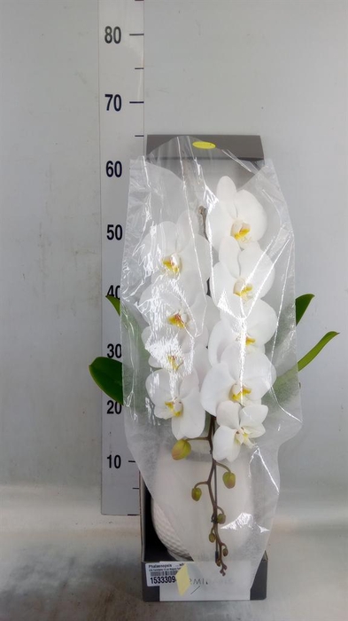 <h4>Phalaenopsis   ...white</h4>