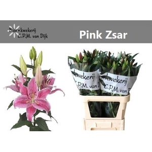 LI OR PINK ZSAR