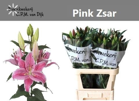 <h4>LI OR PINK ZSAR</h4>