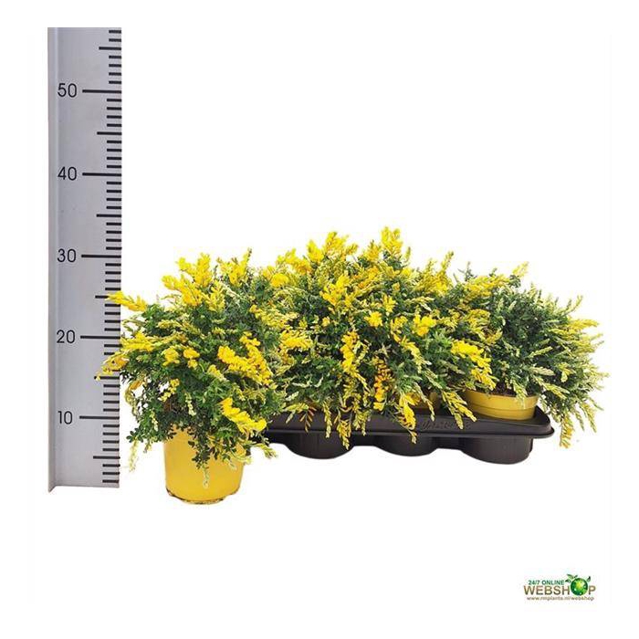<h4>Cytisus 14Ø 30cm</h4>
