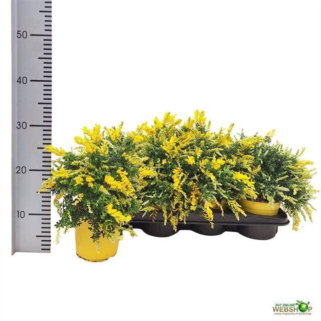 Cytisus 14Ø 30cm