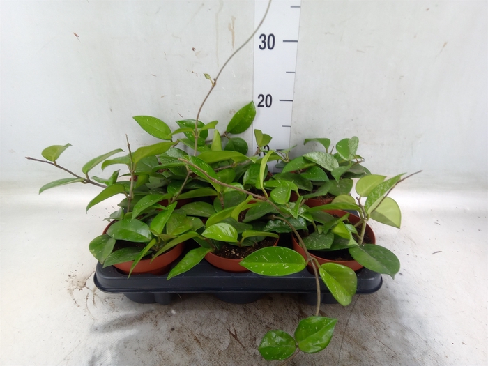 <h4>Hoya carnosa 'Freckles Splash'</h4>