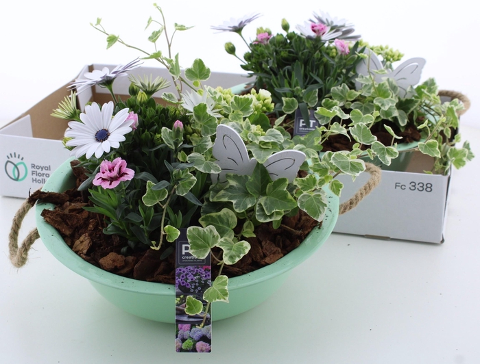 <h4>ARR TUINPLANTEN</h4>