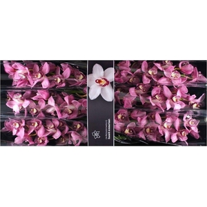 CYMB T SKY SCRAPER ROZE P.DS