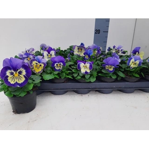 VIO WI INSPIRE+ VI F