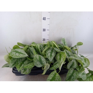 Scindapsus pictus 'Trebie'