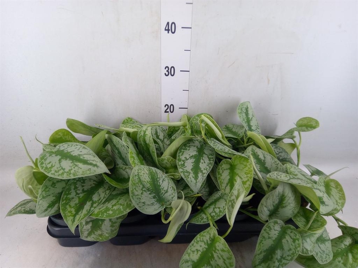 <h4>Scindapsus pictus 'Trebie'</h4>