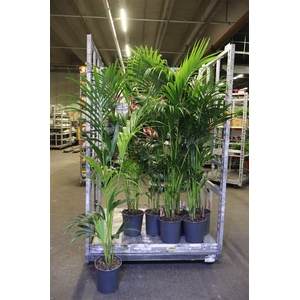 arr8 Howea Forsteriana