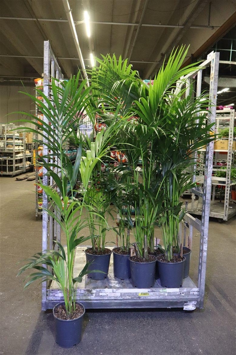 arr8 Howea Forsteriana