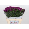 Dianthus Ba Am Neon Purple (min 18x100)