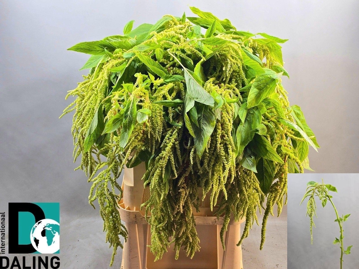 <h4>AMAR CA VIRIDIS</h4>