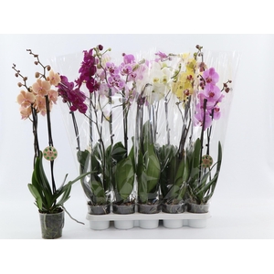 PHAL GEM 8 KL