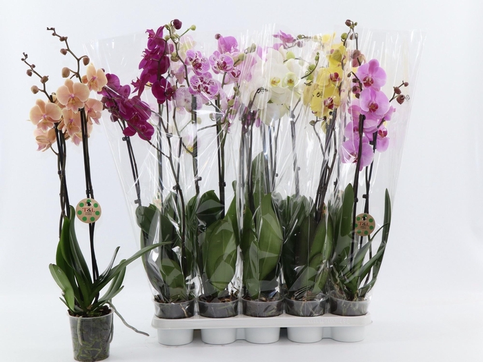 <h4>PHAL GEM 8 KL</h4>