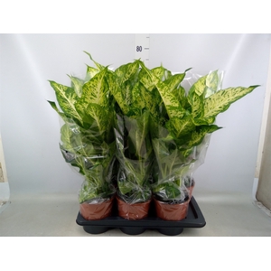 Dieffenbachia  'Mars'