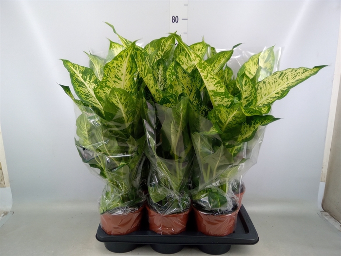 <h4>Dieffenbachia  'Mars'</h4>