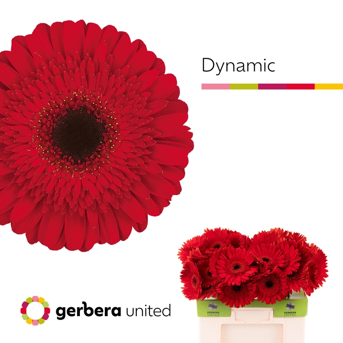 <h4>Gerbera Dynamic Water</h4>