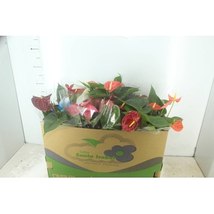ANTHURIUM VARIADO P15