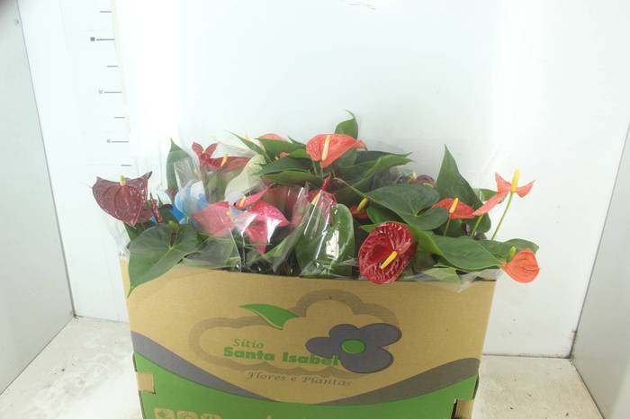 <h4>ANTHURIUM VARIADO P15</h4>