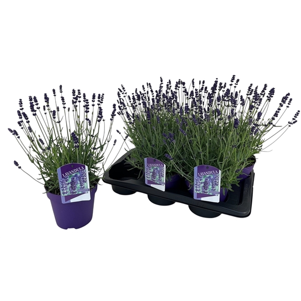 <h4>Lavandula angustifolia 'Hidcote'</h4>