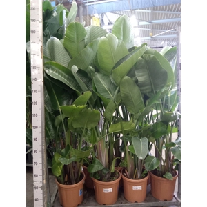 Strelitzia nicolai